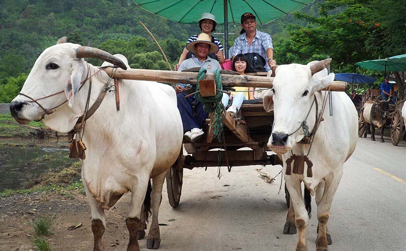 Activities - Sibsan Resort & Spa Maetaeng Chiangmai